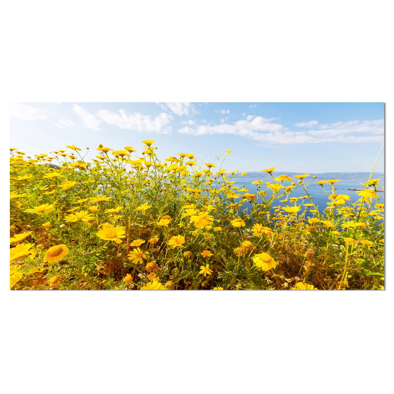Designart - Little Yellow Flowers over Seashore - Large Flower Canvas Art Print
